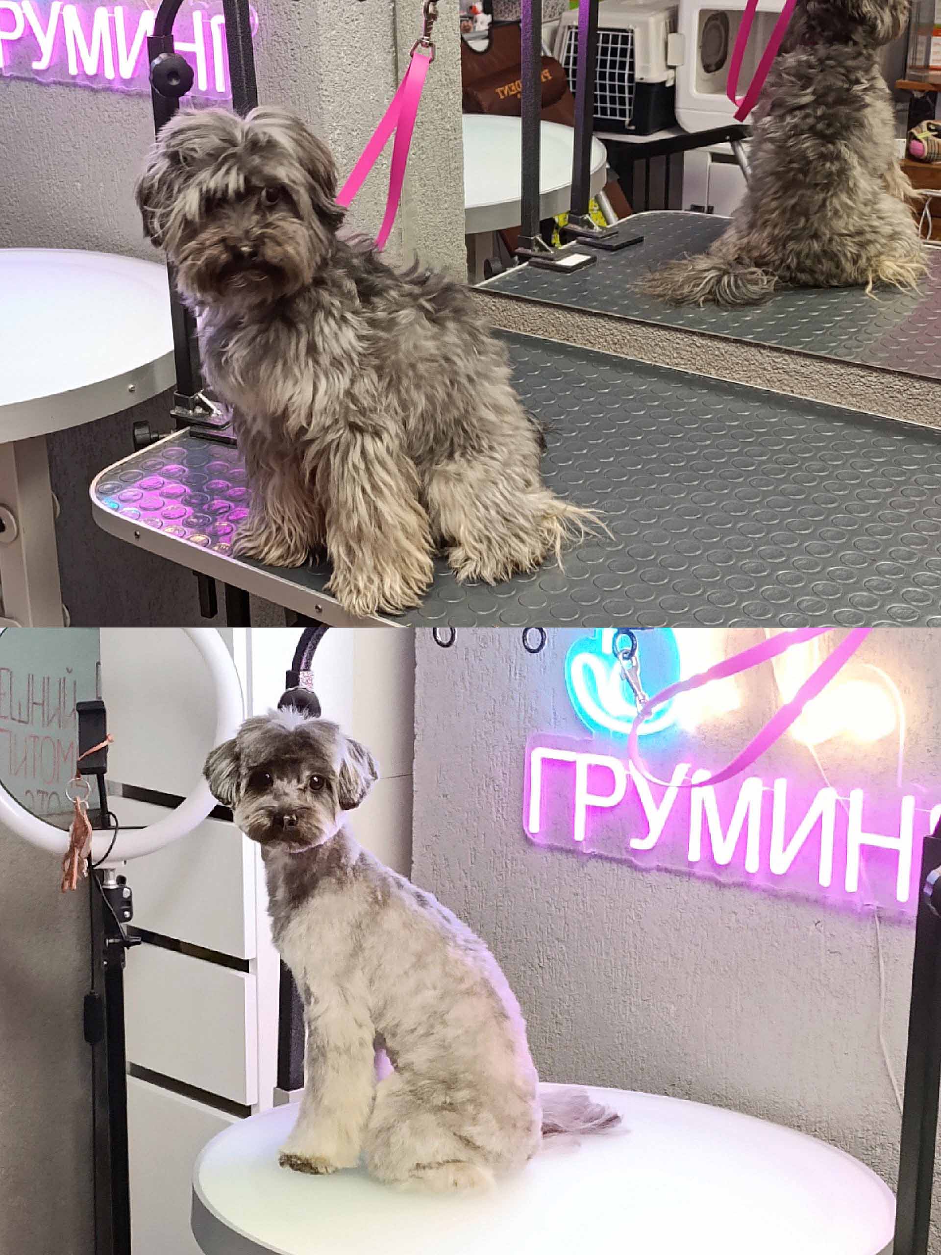 Груминг собаки