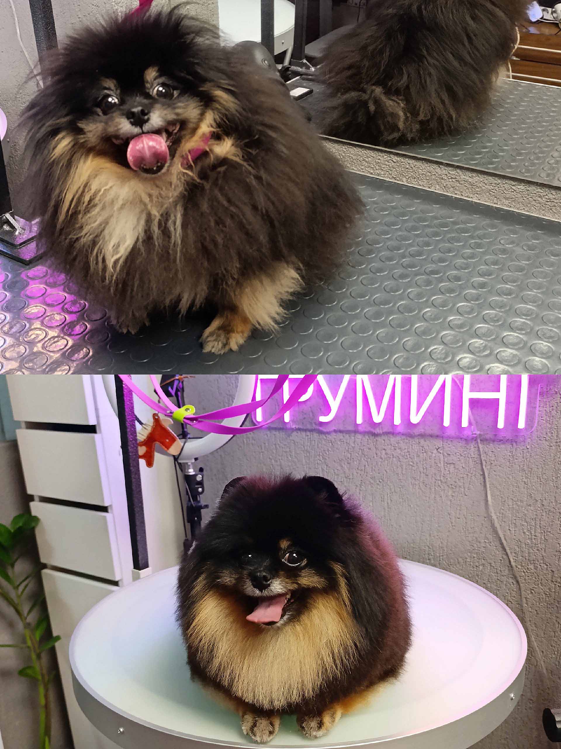 Груминг собаки