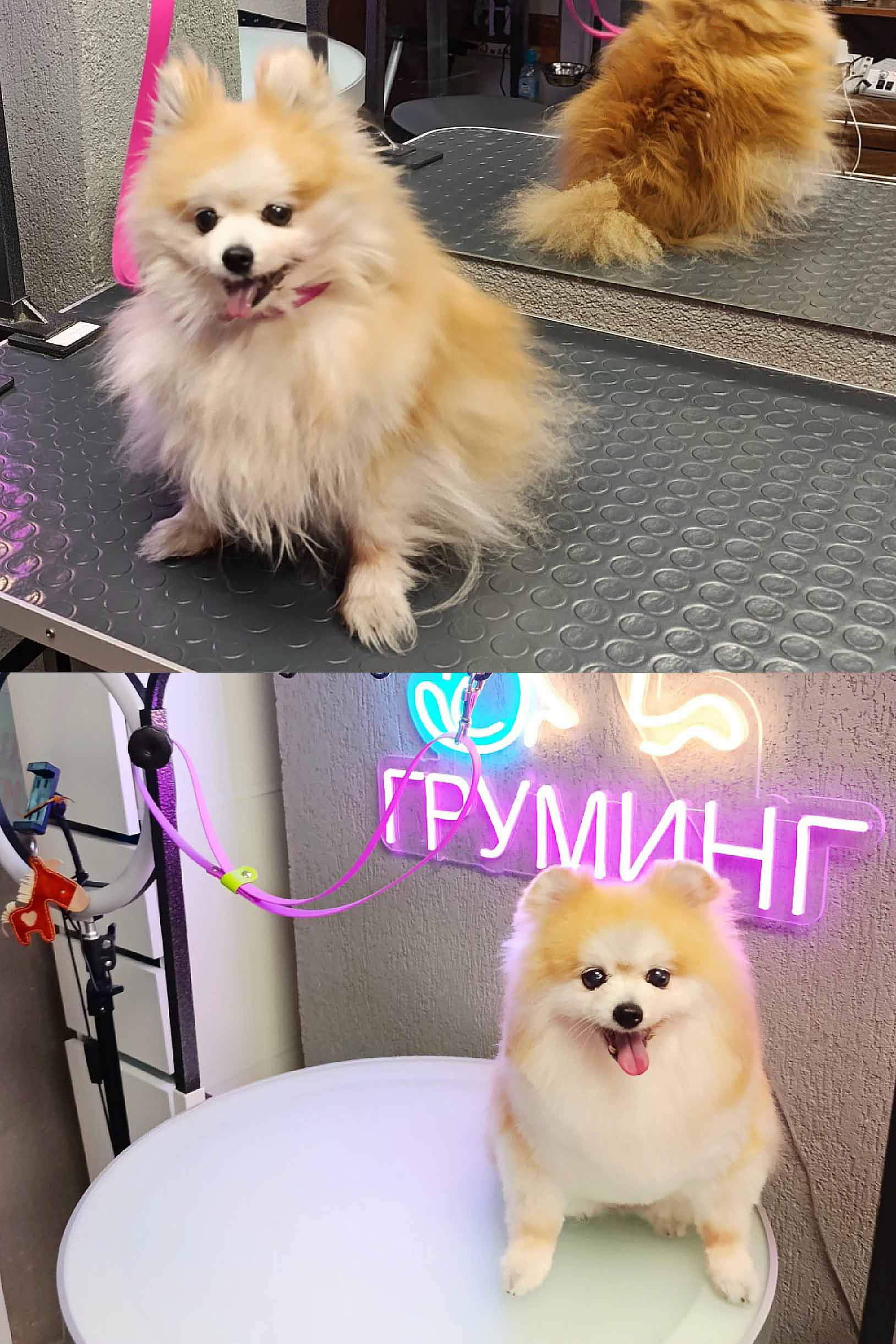 Груминг собаки