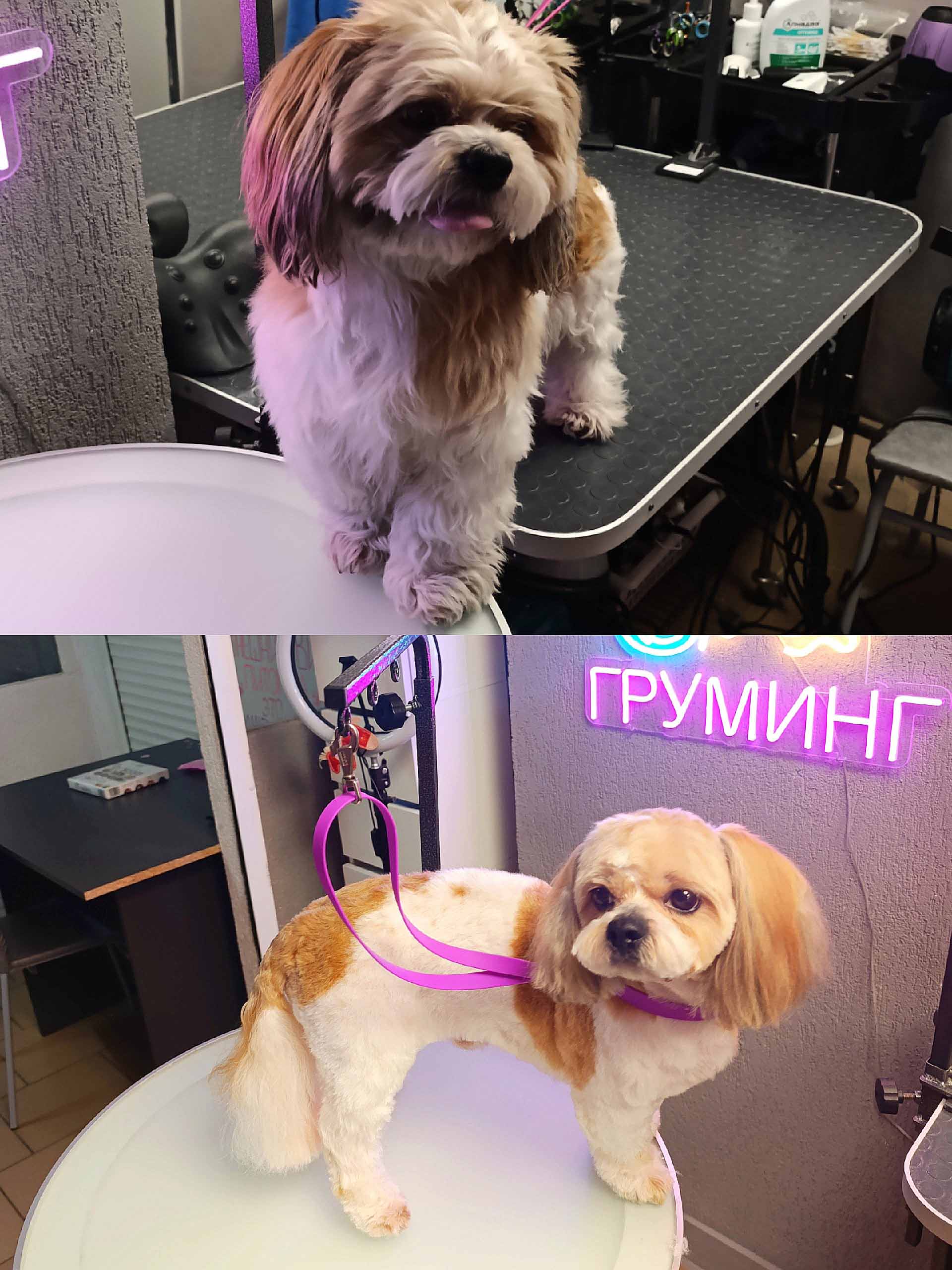 Груминг собаки